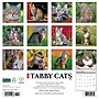 2026 Willow Creek Tabby Cats 12" x 12" Monthly Wall Calendar (52938)~#|#~BA710B71-A83B-4CD8-8BCCE96F6D72DFBB_sc7