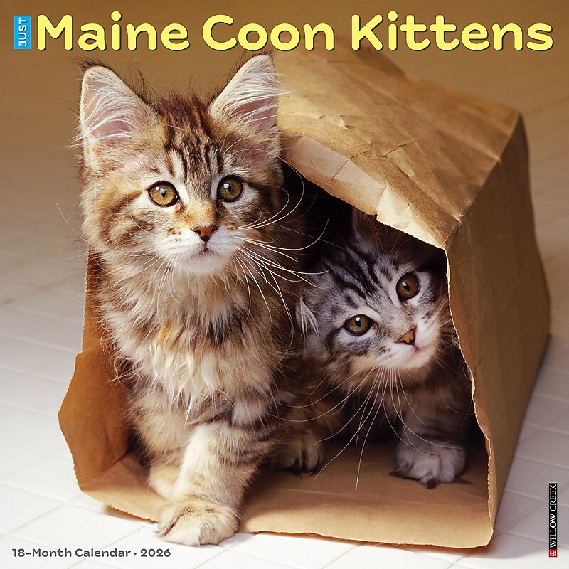 2026 Willow Creek Maine Coon Kittens 12" x 12" Monthly Wall Calendar (51856) image 1