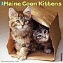 2026 Willow Creek Maine Coon Kittens 12" x 12" Monthly Wall Calendar (51856)~#|#~BA892D42-DB20-4418-8E4F2760EBBB8C3F_sc7