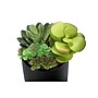 Monarch Specialties Inc. 7" Artificial Succulent Plant in Pot, 2/Set (I 9554)~#|#~BA89AE0C-5B36-40B9-B6847FE1241C48FD_sc7
