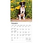 2026 BrownTrout For the Love of Puppies 7" x 7" Monthly Wall Calendar (9798330705252)~#|#~BAA61EAD-AAB4-4928-9BE2893D730064E6_sc7