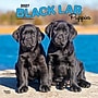 2027 BrownTrout Black Labrador Retriever Puppies 12" x 12" Monthly Wall Calendar (9798330712526)~#|#~BAD27887-6B55-4BAE-B6F69BE631982775_sc7