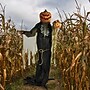 Haunted Hill Farm Life-Size Poseable Pumpkin Man (HHPUMP-2FLS)~#|#~BAD4D85C-979D-4B66-9D6691E60D5E984D_sc7