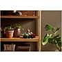 LEGO Icons Botanical Collection Succulents, 771 Pieces (10309)~#|#~BB00626D-8D68-4361-8C7DA0369B9AE837_sc7