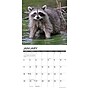 2026 Willow Creek Rascally Raccoons 12" x 12" Monthly Wall Calendar (52570)~#|#~BB122DAE-5E74-4E65-A851DE40F4C6D5C4_sc7