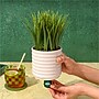 Lifelines Fir Needle & Pine Evaporative Aromatherapy Essential Oil Grass Plant Diffuser (11-1608)~#|#~BB568C6E-BF6C-4C10-B42DB6310A0FDE35_sc7