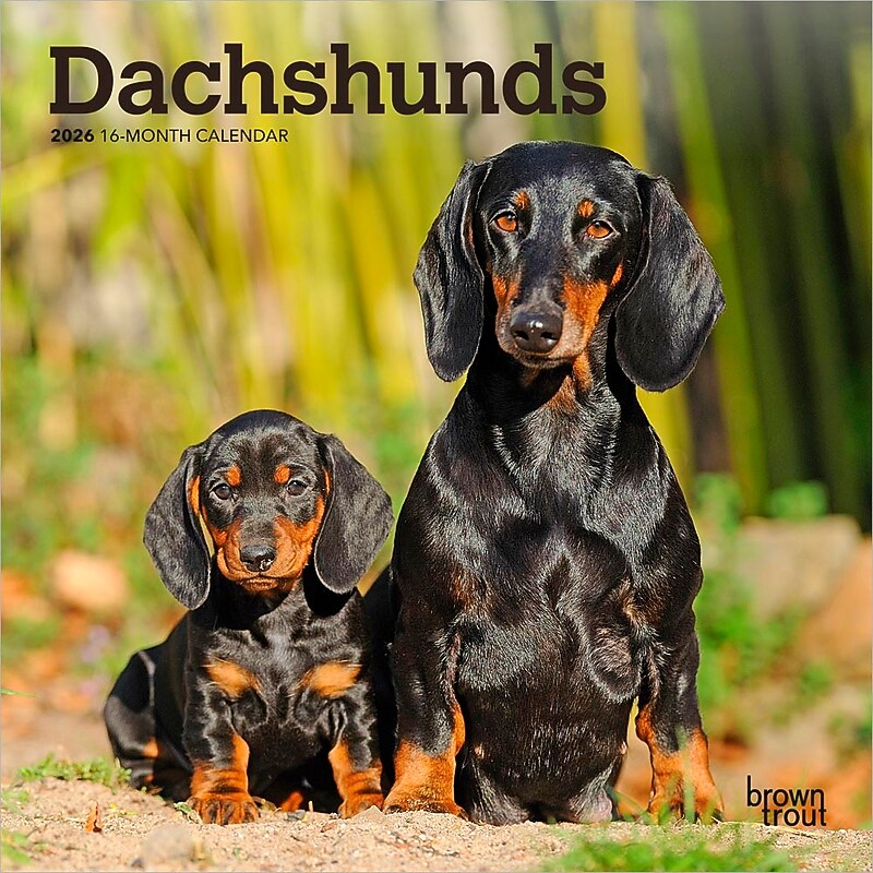 2026 BrownTrout Dachshunds 7" x 7" Monthly Wall Calendar (9798330703111) image 1