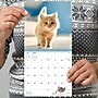 2026 TF Publishing Kittens Mini 7" x 7" Monthly Wall Calendar, Multicolor (26-2002)~#|#~BB893ABC-7E35-43CE-B0251179315E7E31_sc7