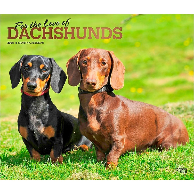 2026 BrownTrout For the Love of Dachshunds 14" x 12" Monthly Wall Calendar (9798330707140) image 1