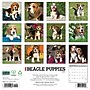 2027 Willow Creek Beagle Puppies 12" x 12" Monthly Wall Calendar, Assorted Colors (59081)~#|#~BBCFA4E8-36B7-42E2-BCD8D067BF44ABB3_sc7