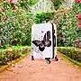 InUSA 28" Hardside Butterfly Suitcase, 4-Wheeled Spinner, TSA Checkpoint Friendly, Butterfly (IUAPC00L-BUT)~#|#~BC070526-9AA2-4572-94C6BE1C27F91388_sc7
