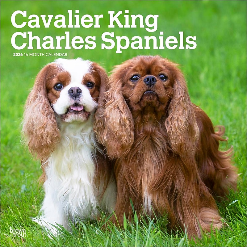 2026 BrownTrout Cavalier King Charles Spaniels 12" x 12" Monthly Wall Calendar (9798330702824) image 1