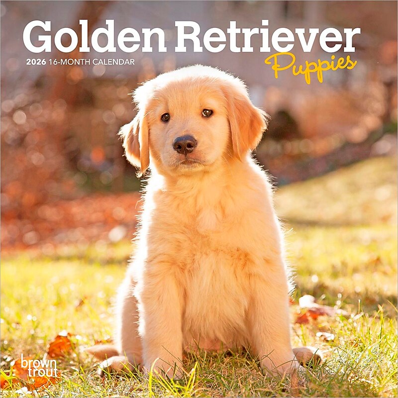2026 BrownTrout Golden Retriever Puppies 7" x 7" Monthly Wall Calendar (9798330703456) image 1