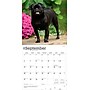 2026 BrownTrout Pugs 12" x 12" Monthly Wall Calendar (9798330705238)~#|#~BCA19D8B-C23E-4FE4-BF2C98A64D3788F4_sc7