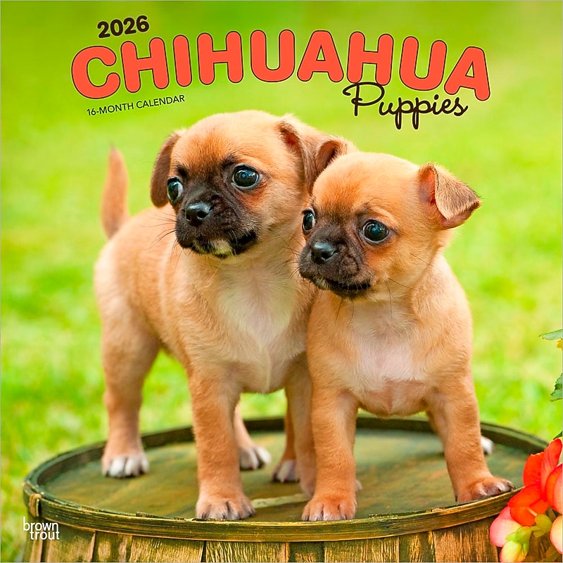 2026 BrownTrout Chihuahua Puppies 12" x 12" Monthly Wall Calendar (9798330702923) image 1
