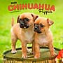 2026 BrownTrout Chihuahua Puppies 12" x 12" Monthly Wall Calendar (9798330702923)~#|#~BCB5A0BC-1A51-4B8F-B9182B93F116001D_sc7