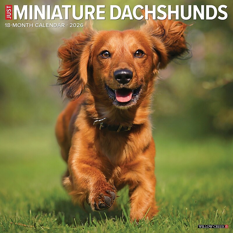 2026 Willow Creek Miniature Dachshunds 12" x 12" Monthly Wall Calendar (51924) image 1