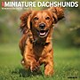 2026 Willow Creek Miniature Dachshunds 12" x 12" Monthly Wall Calendar (51924)~#|#~BCEF6C78-3C29-4BAE-AD011A05D70C788C_sc7