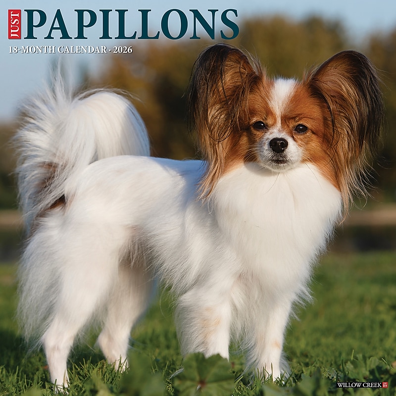 2026 Willow Creek Papillons 12" x 12" Monthly Wall Calendar (52303) image 1