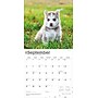 2026 BrownTrout Siberian Husky Puppies 12" x 12" Monthly Wall Calendar (9798330705603)~#|#~BE94FACA-0FB9-40ED-B76FB729348573DF_sc7