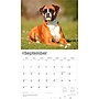 2026 BrownTrout For the Love of Boxers 14" x 12" Monthly Wall Calendar (9798330707126)~#|#~BEC559CB-C203-494E-8BF42DABB9EDD345_sc7