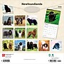 2026 BrownTrout Newfoundlands 12" x 12" Monthly Wall Calendar (9798330704903)~#|#~BEE5C4A4-684D-4047-98905E3A64D31786_sc7
