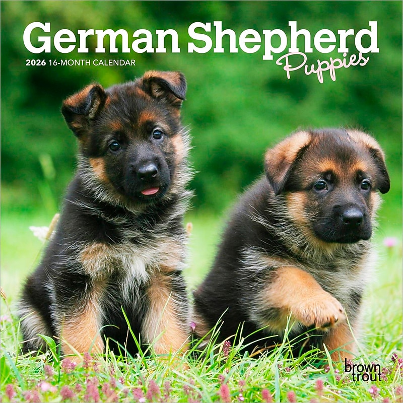 2026 BrownTrout German Shepherd Puppies 7" x 7" Monthly Wall Calendar (9798330703357) image 1