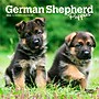 2026 BrownTrout German Shepherd Puppies 7" x 7" Monthly Wall Calendar (9798330703357)~#|#~BEEF6551-E71B-4AE9-9FC87CB012A09AEE_sc7