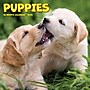 2025 Willow Creek Puppies 7 quot x 7 quot Yearly Wall Calendar (45862) Staples
