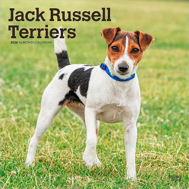 2026 BrownTrout Jack Russell Terriers 12" x 12" Monthly Wall Calendar (9798330703975) image 1
