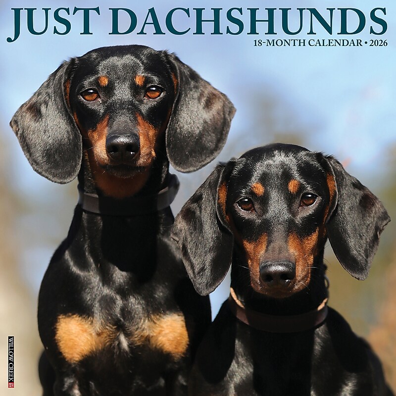 2026 Willow Creek Dachshunds 12" x 12" Monthly Wall Calendar (50941) image 1