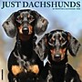 2026 Willow Creek Dachshunds 12" x 12" Monthly Wall Calendar (50941)~#|#~BFBC6248-D240-4CE1-88B4686989319E42_sc7