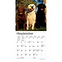 2027 BrownTrout Labrador Retrievers 7" x 7" Monthly Wall Calendar (9798330710034)~#|#~BFBEF3BD-6538-4E8D-8A5F36827F9C328A_sc7