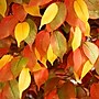 Nearly Natural 10' Autumn Ficus Artificial Fall Tree (T4769)~#|#~BFCB2E4F-73A7-4591-B4C570BEDBFCF9CC_sc7