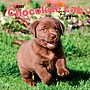 2027 BrownTrout Chocolate Labrador Retriever Puppies 12" x 12" Monthly Wall Calendar (9798330712533)~#|#~C04FD643-C2E0-44C3-9FB5F6FD4BABA7AE_sc7