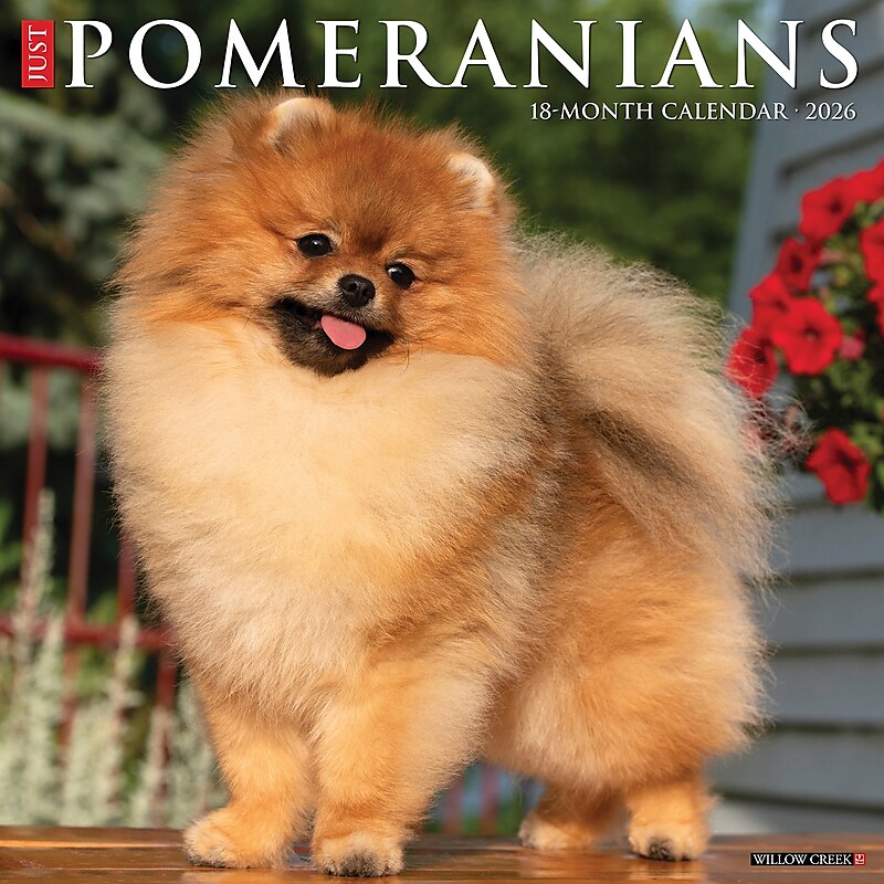 2026 Willow Creek Pomeranians 12" x 12" Monthly Wall Calendar (52426) image 1