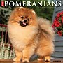 2026 Willow Creek Pomeranians 12" x 12" Monthly Wall Calendar (52426)~#|#~C052CEA9-72DC-4D1F-A5DC221815ABCEF2_sc7