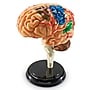 Learning Resources Brain Anatomy Model (LER3335)~#|#~C05518F4-516B-4808-8C4F193A159CE825_sc7