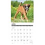 2027 Willow Creek Boxer Puppies 12" x 12" Monthly Wall Calendar, Assorted Colors (59319)~#|#~C05BF408-0DE5-400E-875F5A6358A0BBD9_sc7