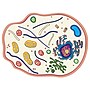 Roylco See-Through Animal Cell Builder, 10/Set (R-59280)~#|#~C0832DD3-84D5-45D2-912A88D03378A1E1_sc7