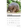 2026 Willow Creek Exotic Animals 12" x 12" Monthly Wall Calendar (55779X)~#|#~C085C670-ABAD-437F-B2E5C15BC263B28B_sc7