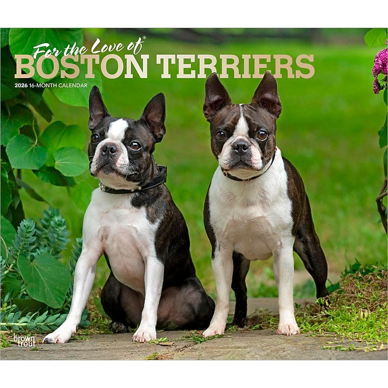 2026 BrownTrout For the Love of Boston Terriers 14" x 12" Monthly Wall Calendar (9798330707119) image 1