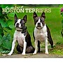 2026 BrownTrout For the Love of Boston Terriers 14" x 12" Monthly Wall Calendar (9798330707119)~#|#~C089621A-C5C7-4D2F-9B4BC24FA6264FF2_sc7