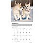 2026 Willow Creek Puppies 7" x 7" Monthly Wall Calendar (53737)~#|#~C09D96EF-A225-475D-9DFD7723BD5B5766_sc7