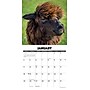 2026 Willow Creek Alpacas 12" x 12" Monthly Wall Calendar (49792)~#|#~C0A8E965-C02D-4666-BE5E99351C97007E_sc7