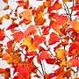 Nearly Natural 9' Autumn Birch Artificial Fall Tree (T4806)~#|#~C0AC159A-29B6-4B95-98E42266740720E3_sc7
