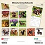 2026 BrownTrout Miniature Dachshunds 12" x 12" Monthly Wall Calendar (9798330703135)~#|#~C0EC7FF9-AEED-4004-87F77CE2371C6B33_sc7