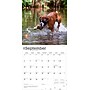 2026 BrownTrout Boxers International Edition 12" x 12" Monthly Wall Calendar (9798330702633)~#|#~C1498AB1-3D18-4A87-B90ECCDE447E31EA_sc7
