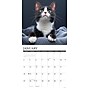 2026 Willow Creek Tuxedo Cats 12" x 12" Monthly Wall Calendar (53034)~#|#~C18B64BF-C840-4CA2-9C352A171881AE62_sc7
