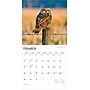 2026 BrownTrout Owls 12" x 12" Monthly Wall Calendar (9798330705054)~#|#~C18BB39E-F335-4E9D-8634483EB31AA788_sc7